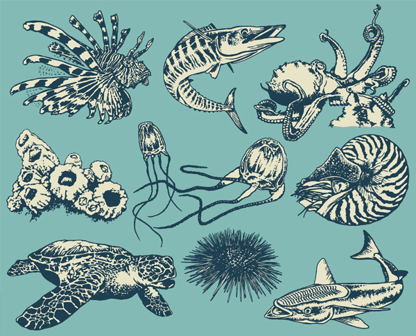 brent kallenbach illustration sea life